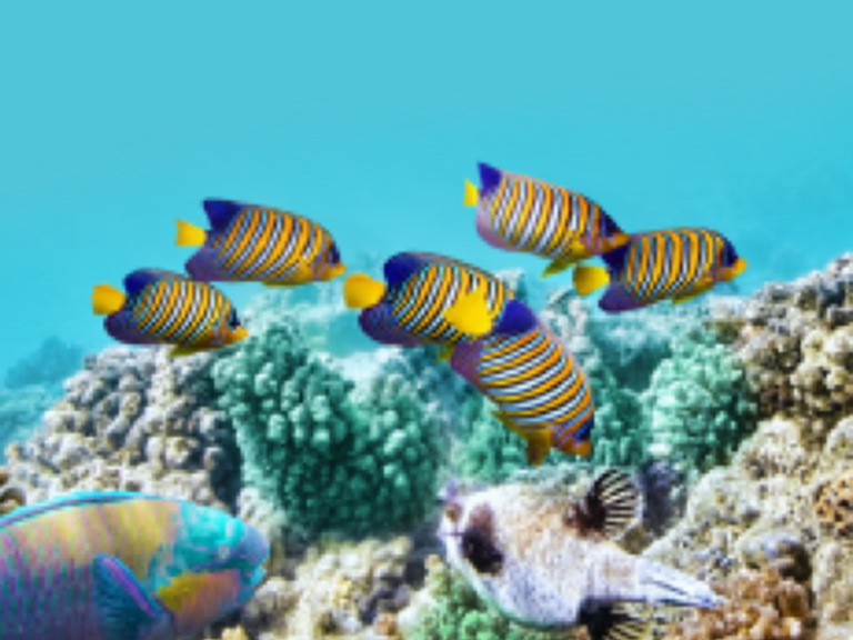 aqua aquarium image