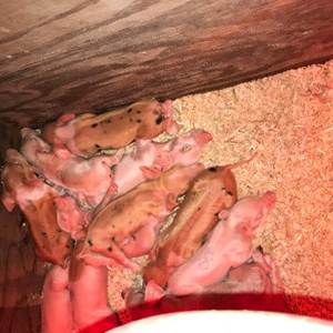 No Alt Text for Image