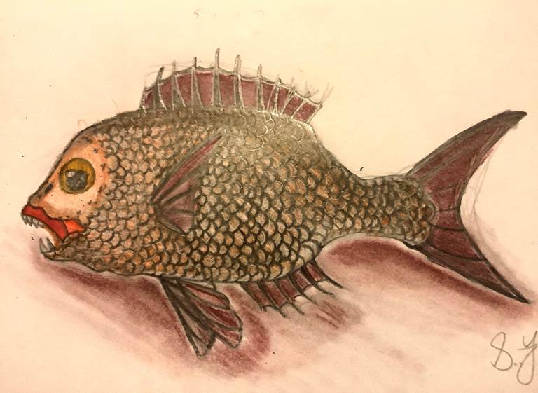 Stephanie Jimenez: Fish